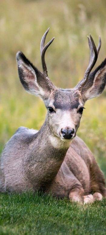 deer, horn, grass Wallpaper 1080x2400