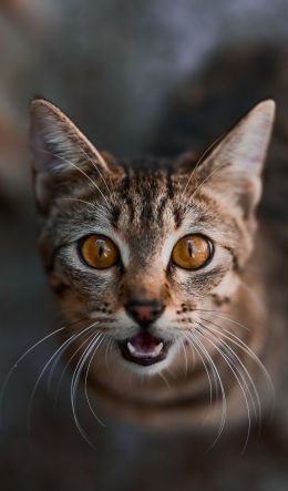 look, cat Wallpaper 600x1024