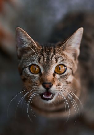 look, cat Wallpaper 1640x2360