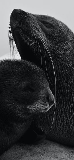 seals, mammal Wallpaper 828x1792