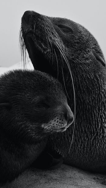 seals, mammal Wallpaper 640x1136