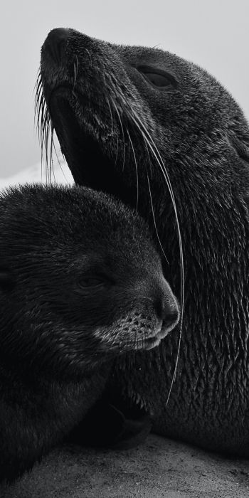 seals, mammal Wallpaper 720x1440