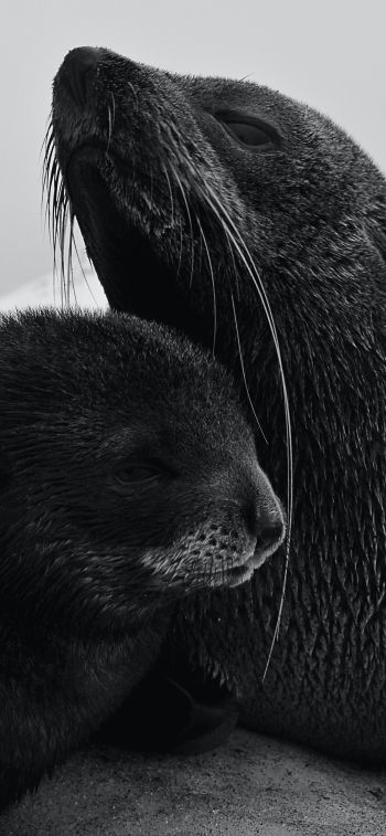 seals, mammal Wallpaper 828x1792