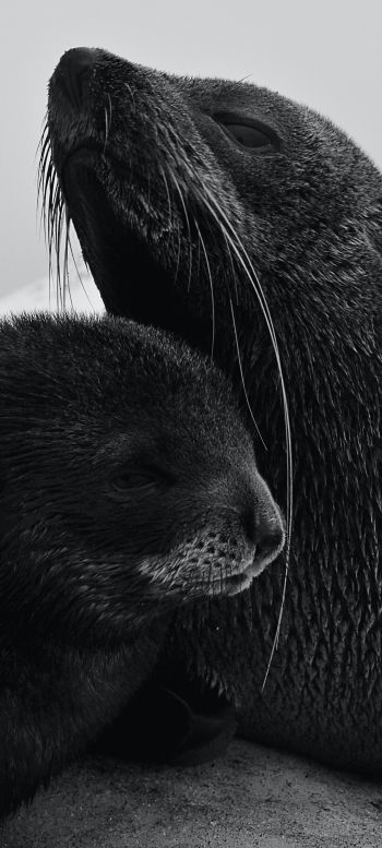 seals, mammal Wallpaper 1440x3200