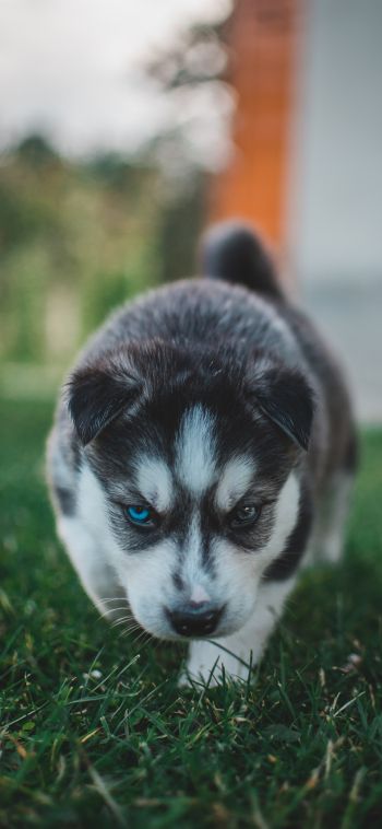 puppy, huskies, grass Wallpaper 1080x2340