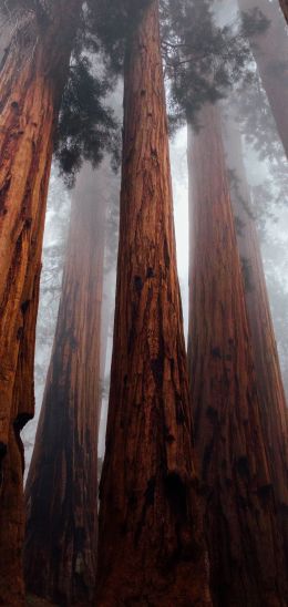 redwoods, trees, height Wallpaper 1080x2280