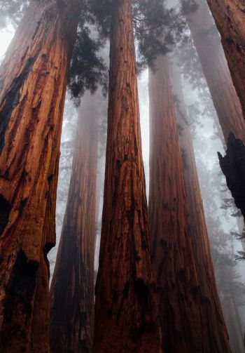 redwoods, trees, height Wallpaper 1640x2360