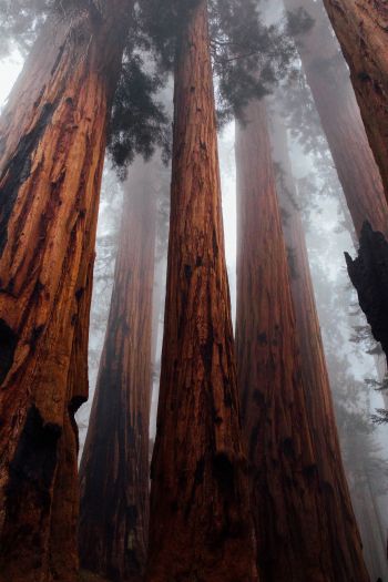 redwoods, trees, height Wallpaper 640x960