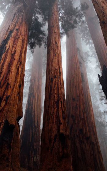 redwoods, trees, height Wallpaper 800x1280