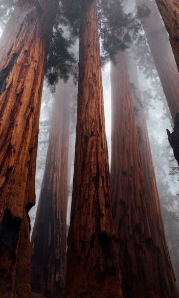 redwoods, trees, height Wallpaper 1200x2000