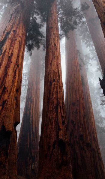 redwoods, trees, height Wallpaper 600x1024