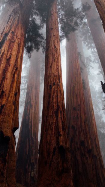 redwoods, trees, height Wallpaper 640x1136