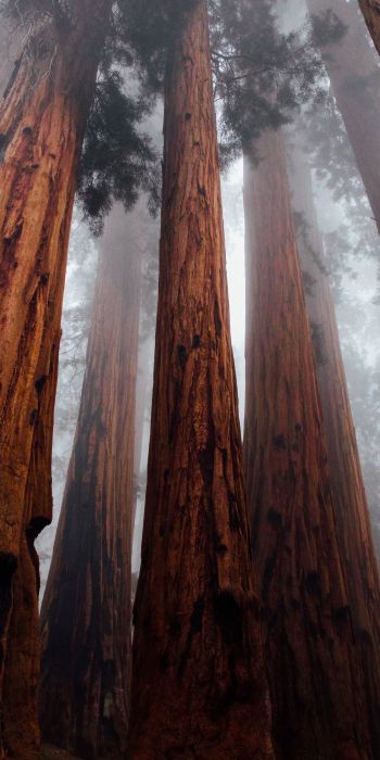 redwoods, trees, height Wallpaper 720x1440