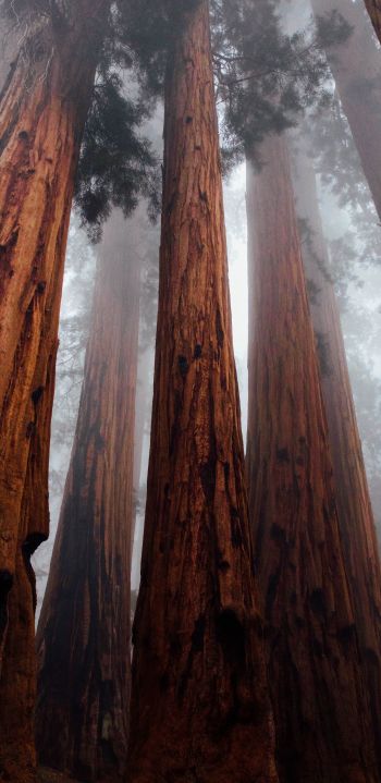 redwoods, trees, height Wallpaper 1440x2960