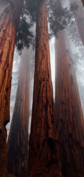 redwoods, trees, height Wallpaper 1440x3040