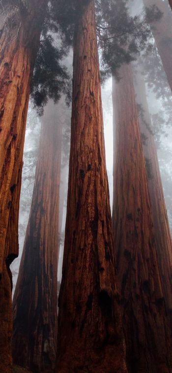 redwoods, trees, height Wallpaper 1125x2436