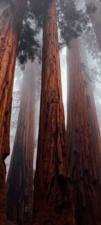 redwoods, trees, height Wallpaper 720x1600