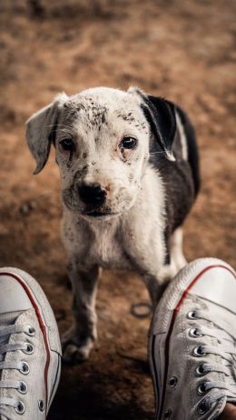 puppy, dog, sneakers Wallpaper 750x1334
