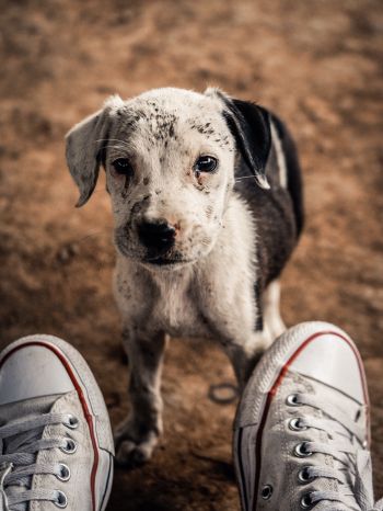 puppy, dog, sneakers Wallpaper 1536x2048