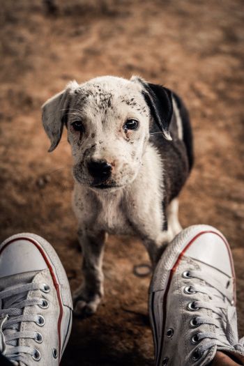 puppy, dog, sneakers Wallpaper 640x960