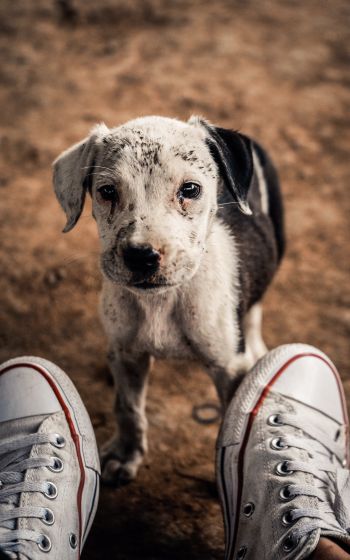 puppy, dog, sneakers Wallpaper 1200x1920