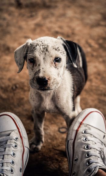 puppy, dog, sneakers Wallpaper 1200x2000
