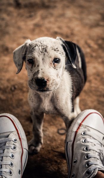 puppy, dog, sneakers Wallpaper 600x1024