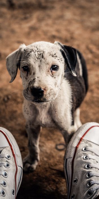 puppy, dog, sneakers Wallpaper 720x1440