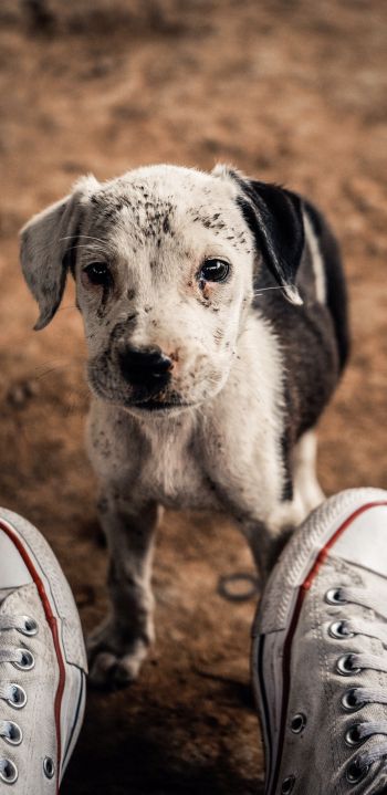 puppy, dog, sneakers Wallpaper 1080x2220