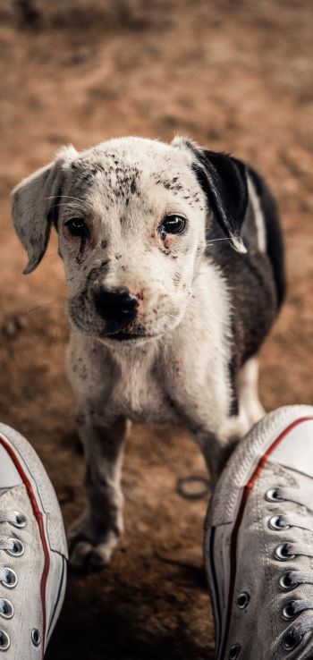 puppy, dog, sneakers Wallpaper 720x1520