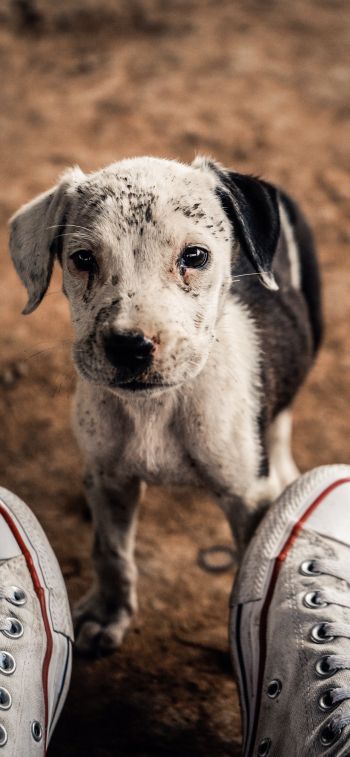 puppy, dog, sneakers Wallpaper 828x1792