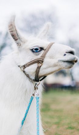 llama, mammal, blue eyes Wallpaper 600x1024