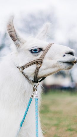 llama, mammal, blue eyes Wallpaper 640x1136