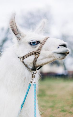 llama, mammal, blue eyes Wallpaper 1752x2800