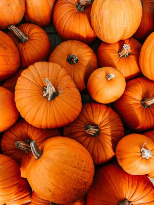 pumpkin, halloween, autumn Wallpaper 2885x3847