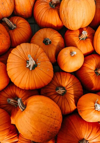 pumpkin, halloween, autumn Wallpaper 1668x2388