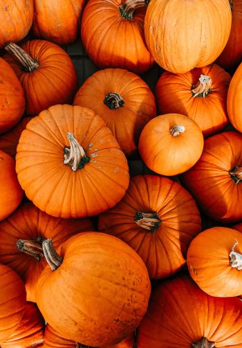 pumpkin, halloween, autumn Wallpaper 1640x2360