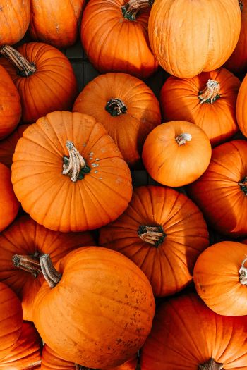 pumpkin, halloween, autumn Wallpaper 640x960