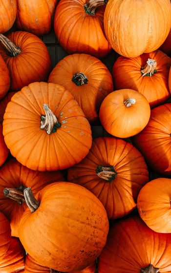pumpkin, halloween, autumn Wallpaper 1752x2800