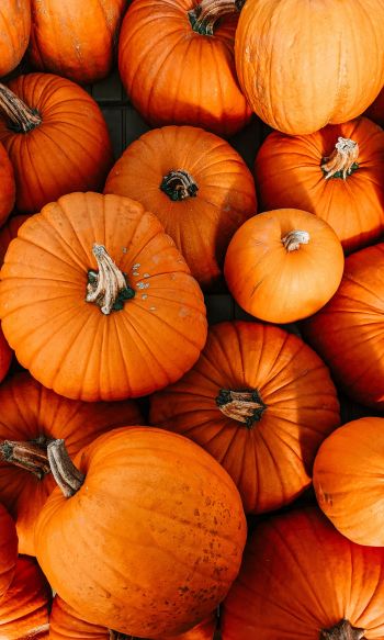 pumpkin, halloween, autumn Wallpaper 1200x2000