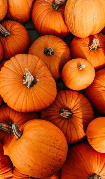 pumpkin, halloween, autumn Wallpaper 600x1024