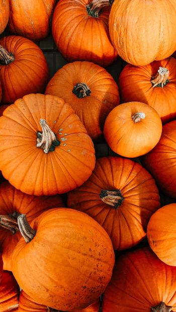 pumpkin, halloween, autumn Wallpaper 640x1136