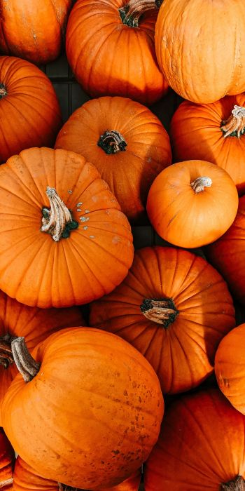 pumpkin, halloween, autumn Wallpaper 720x1440