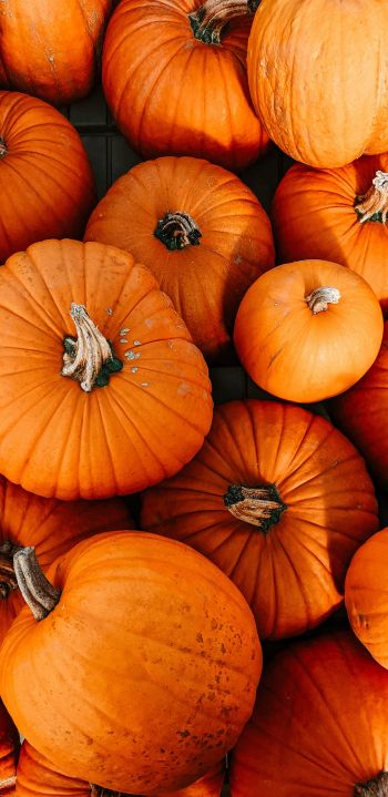 pumpkin, halloween, autumn Wallpaper 1440x2960