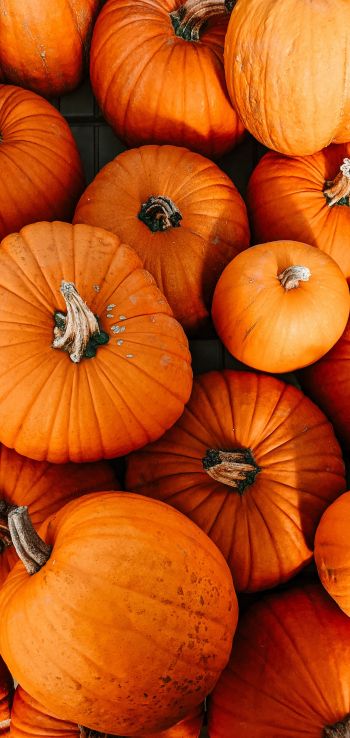 pumpkin, halloween, autumn Wallpaper 1440x3040