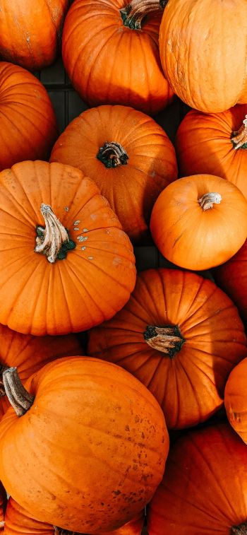 pumpkin, halloween, autumn Wallpaper 828x1792