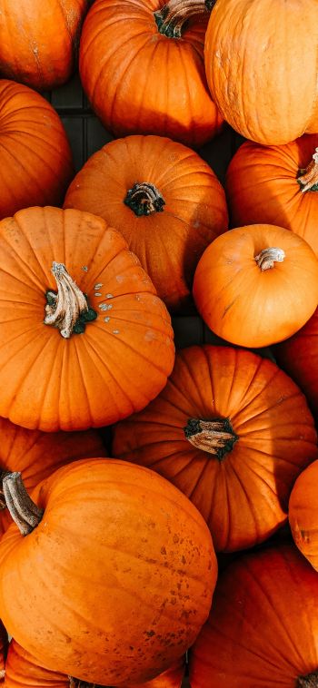 pumpkin, halloween, autumn Wallpaper 1080x2340