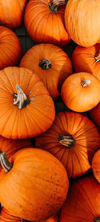 pumpkin, halloween, autumn Wallpaper 1080x2400