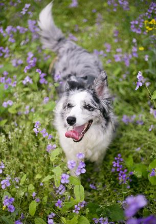 dog, pole, grass Wallpaper 1640x2360