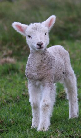 lamb, kid, grass Wallpaper 600x1024